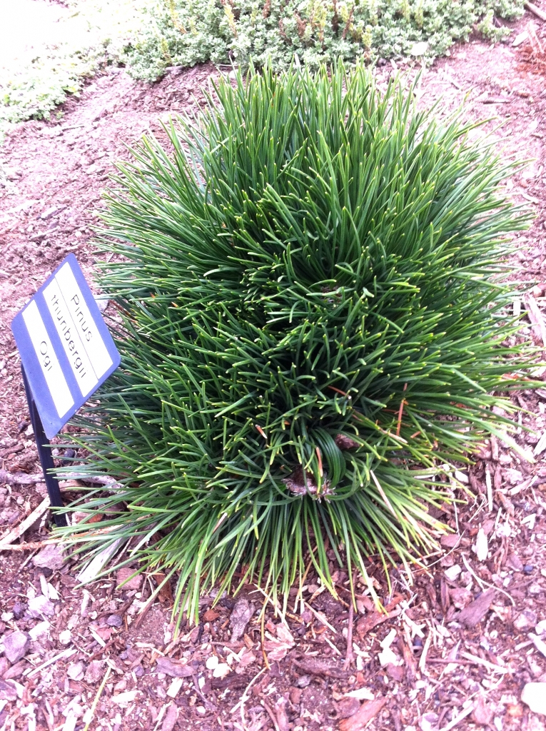 Pinus thunbergii 