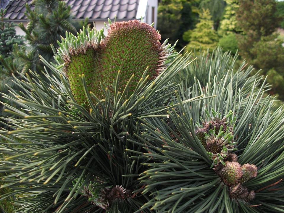 Pinus thunbergii 