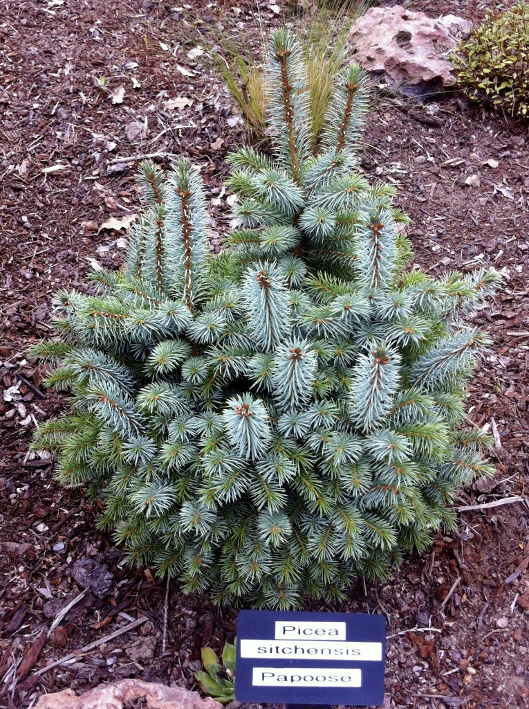 Picea sitchensis 