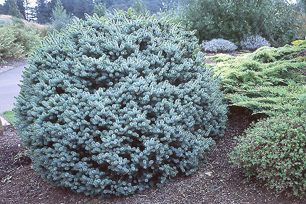 Picea sitchensis 