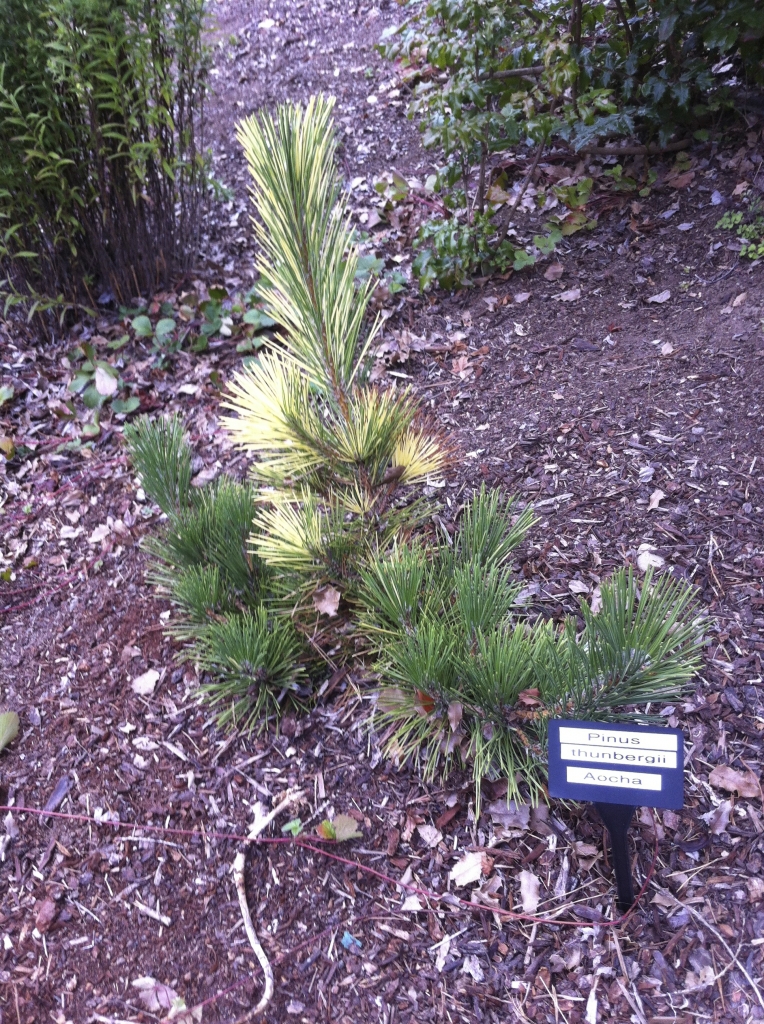 Pinus thunbergii 