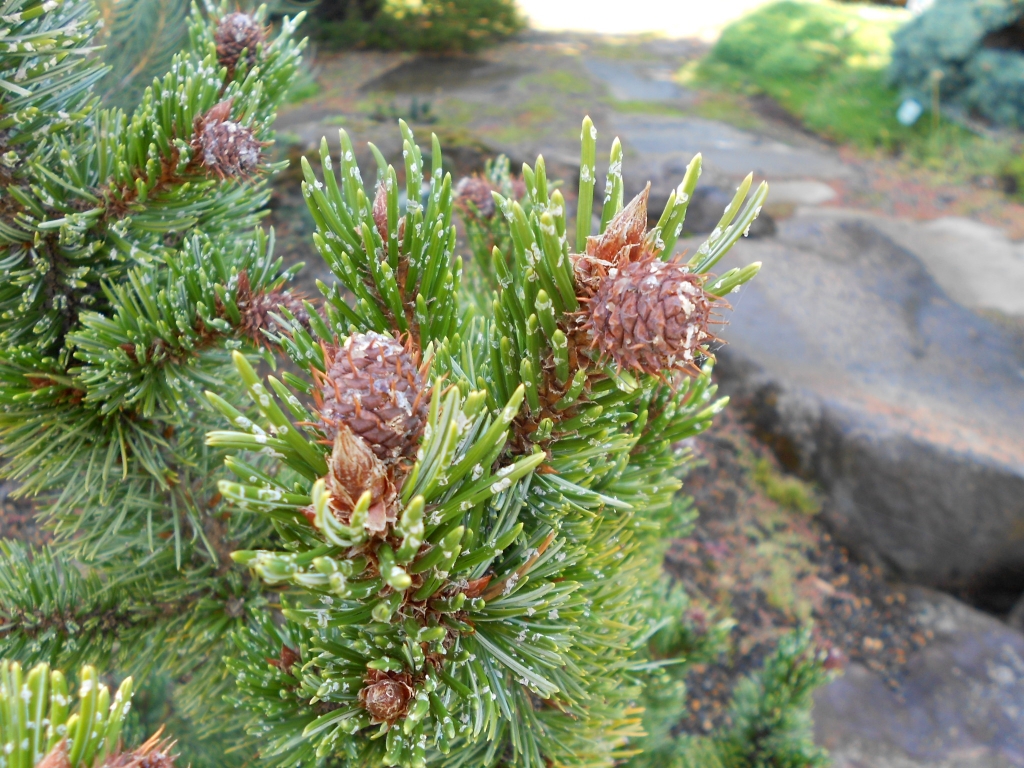 Pinus aristata 
