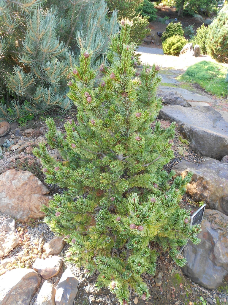 Pinus aristata 