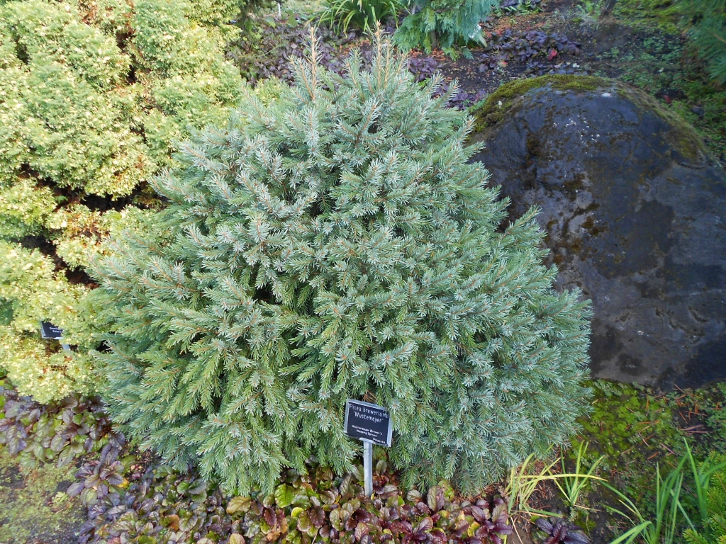 Picea breweriana 