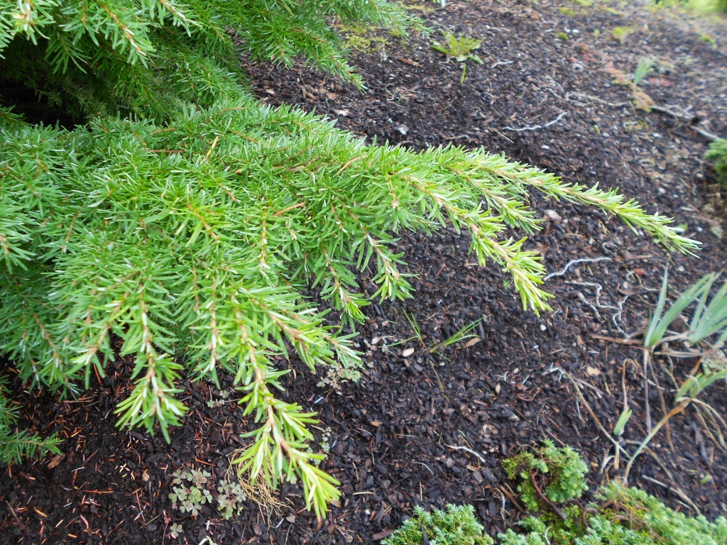 Tsuga heterophylla 