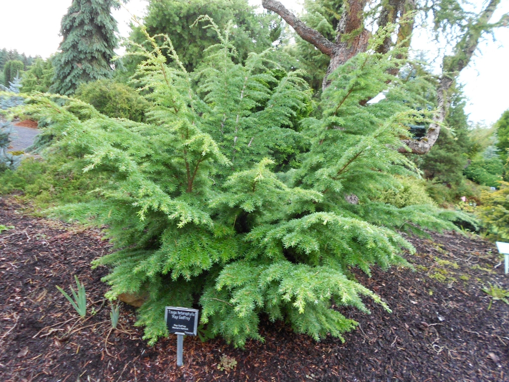 Tsuga heterophylla 