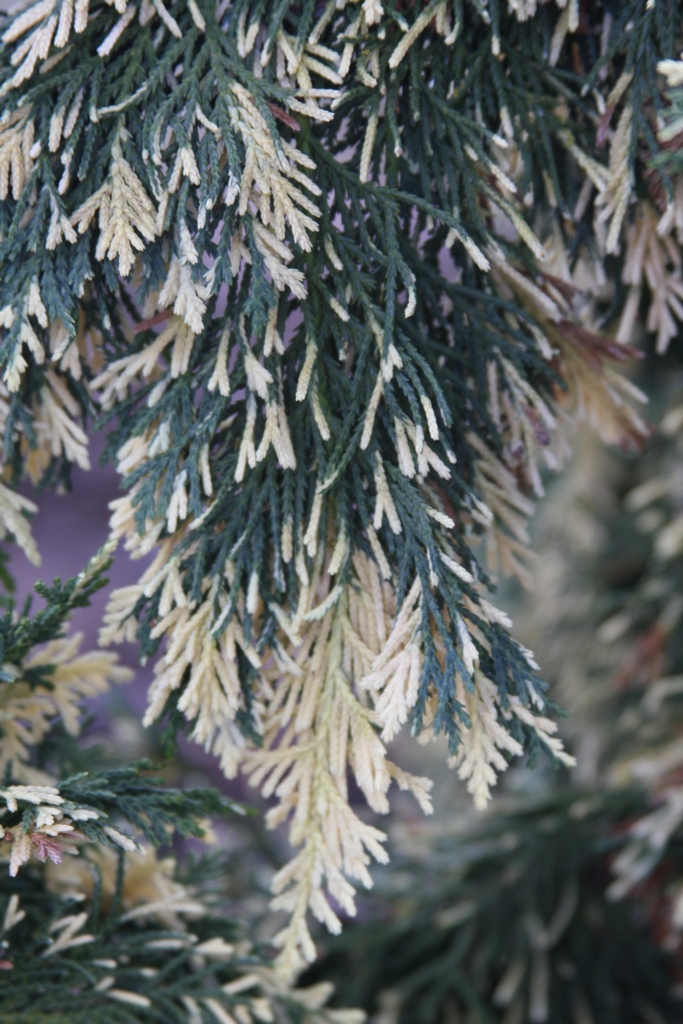 Cupressus nootkatensis 