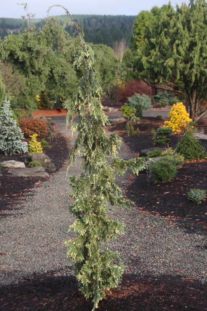 Cupressus nootkatensis 