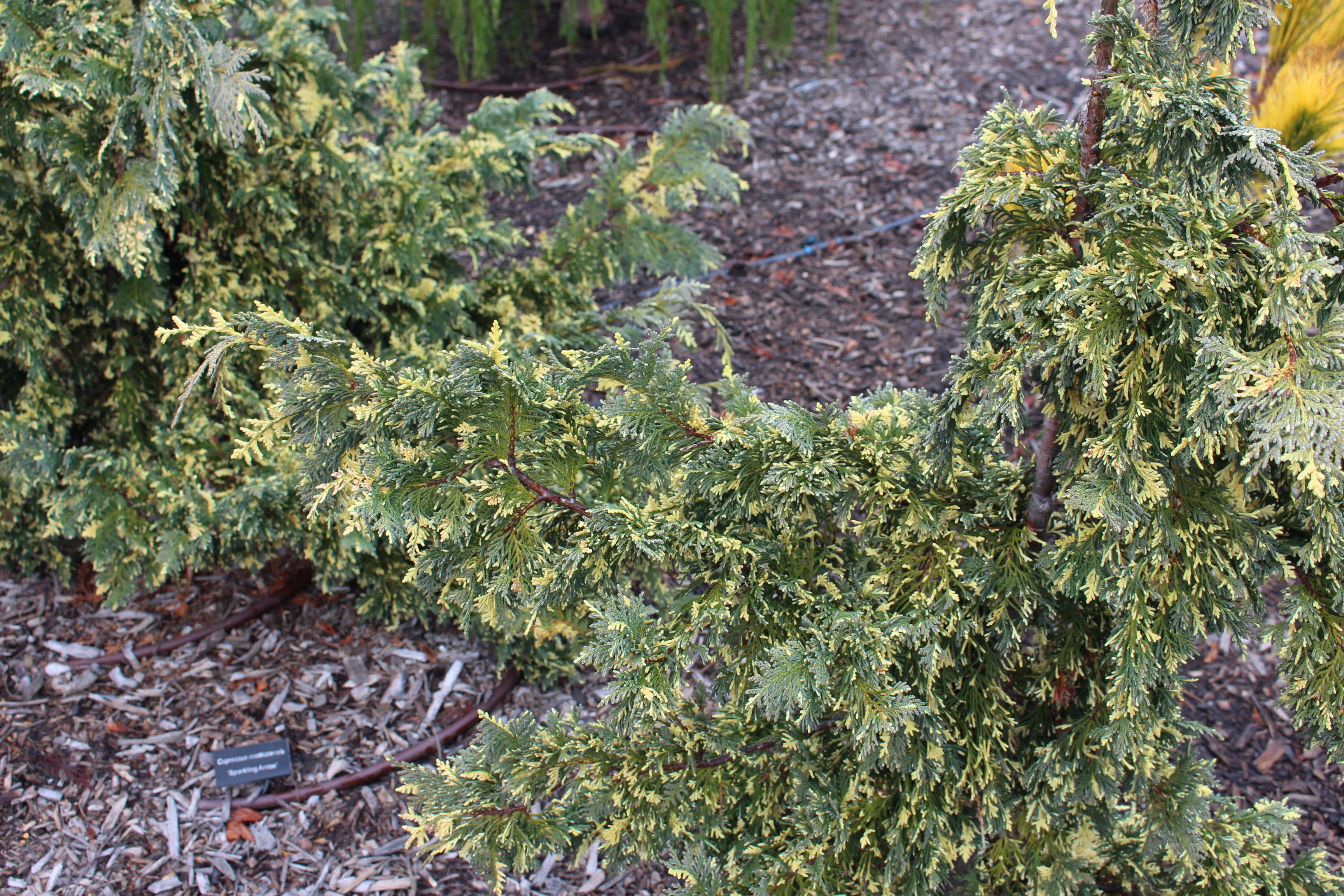 Cupressus nootkatensis 