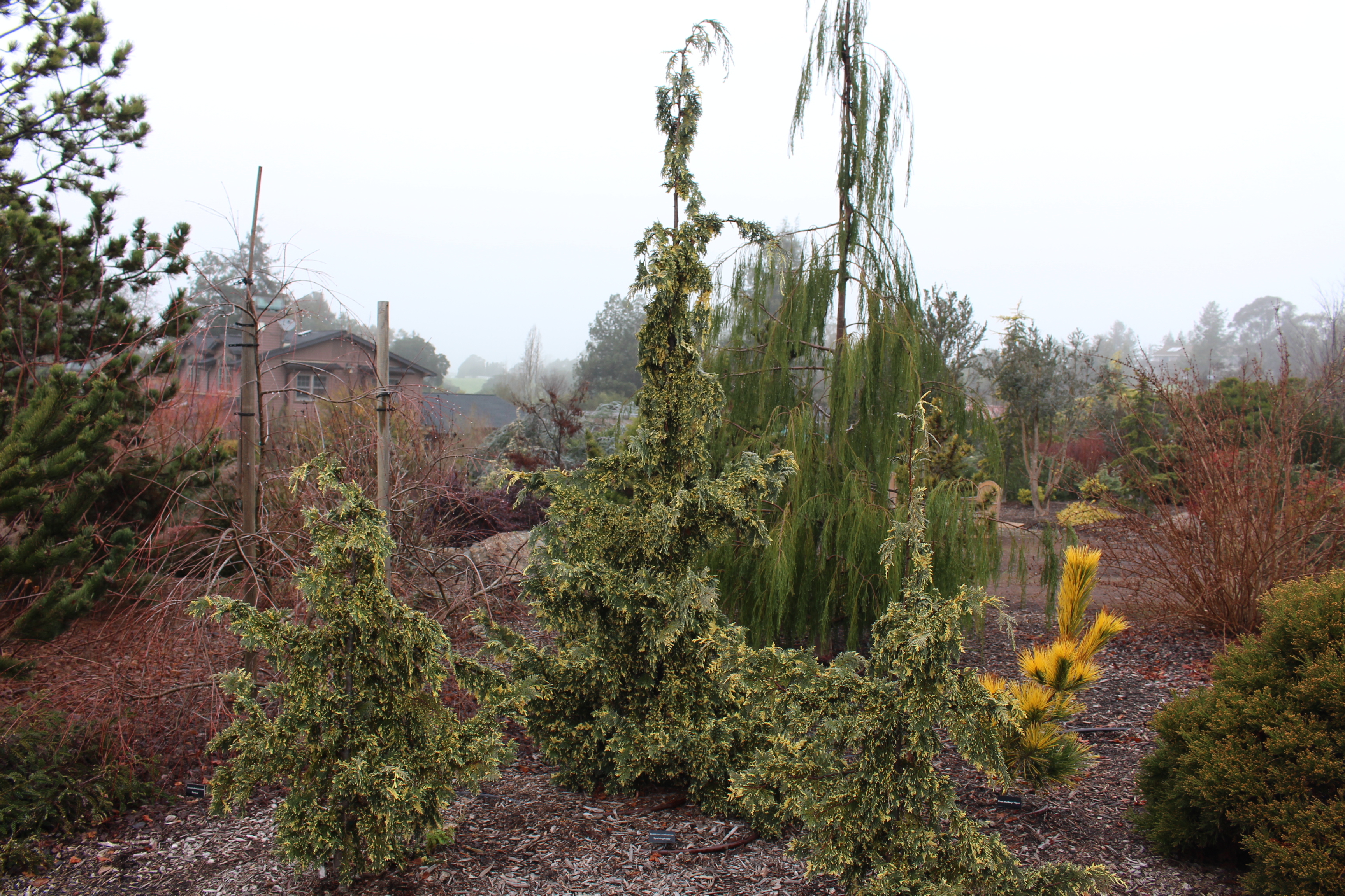 Cupressus nootkatensis 