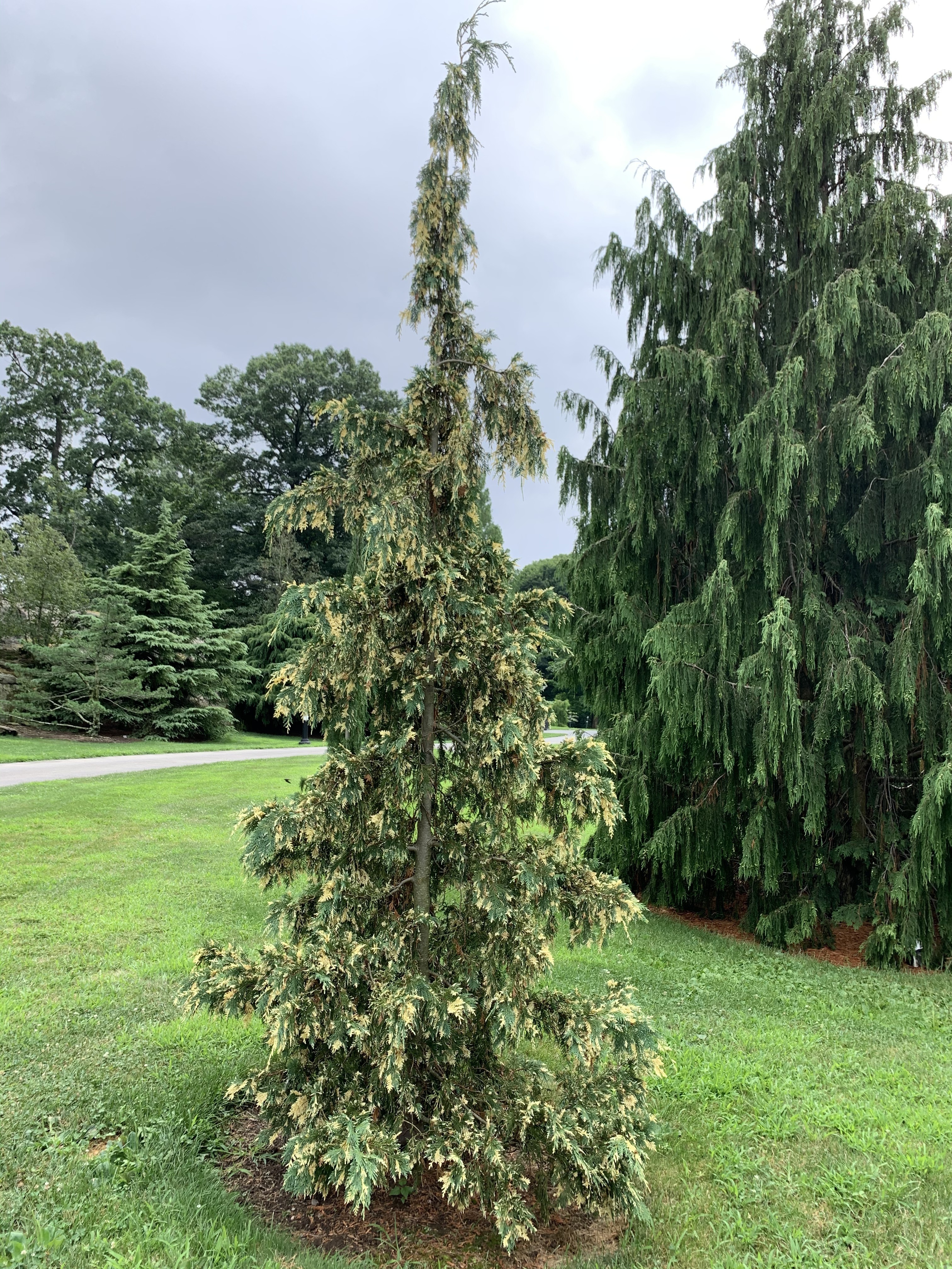 Cupressus nootkatensis 