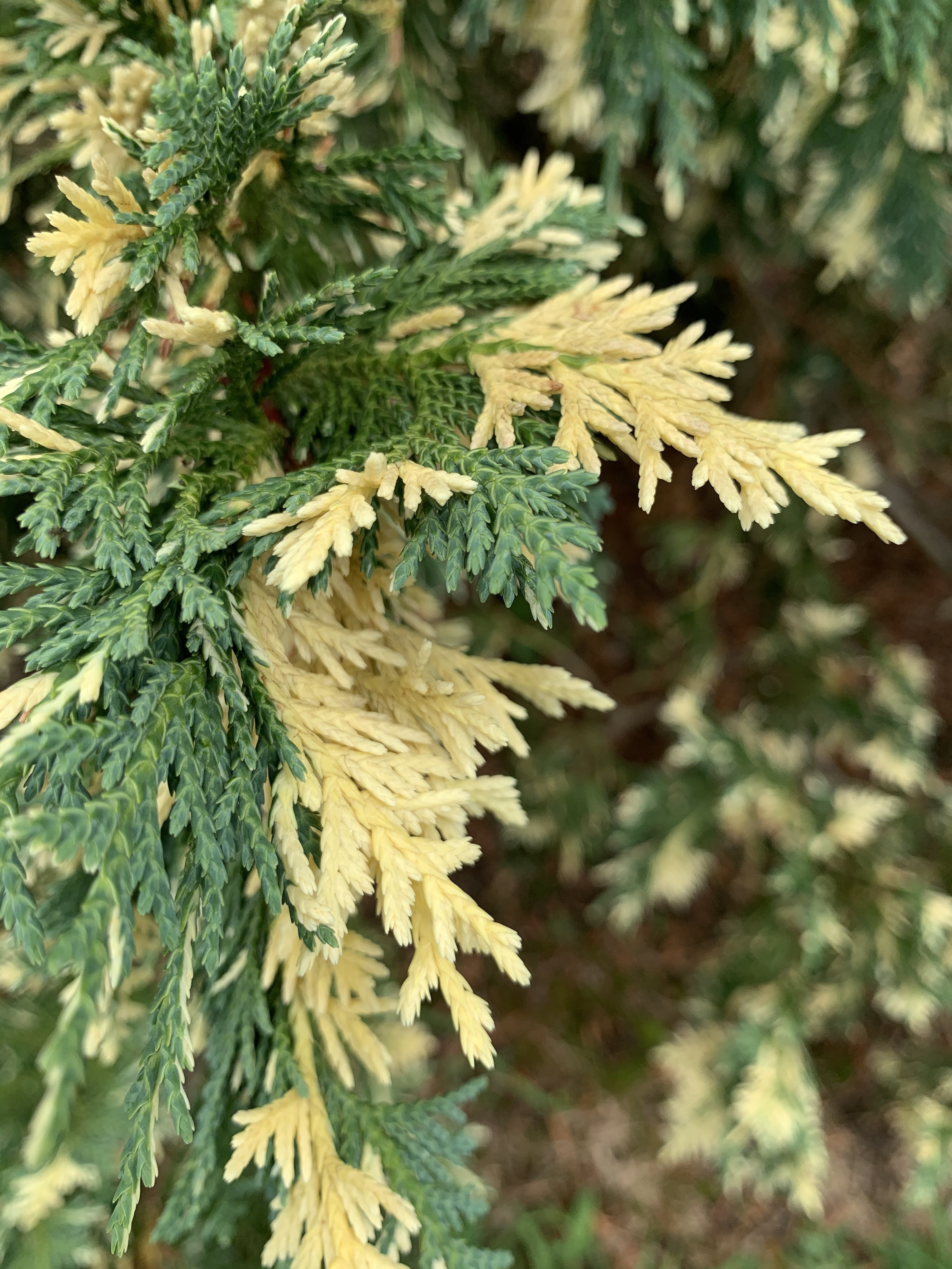 Cupressus nootkatensis 