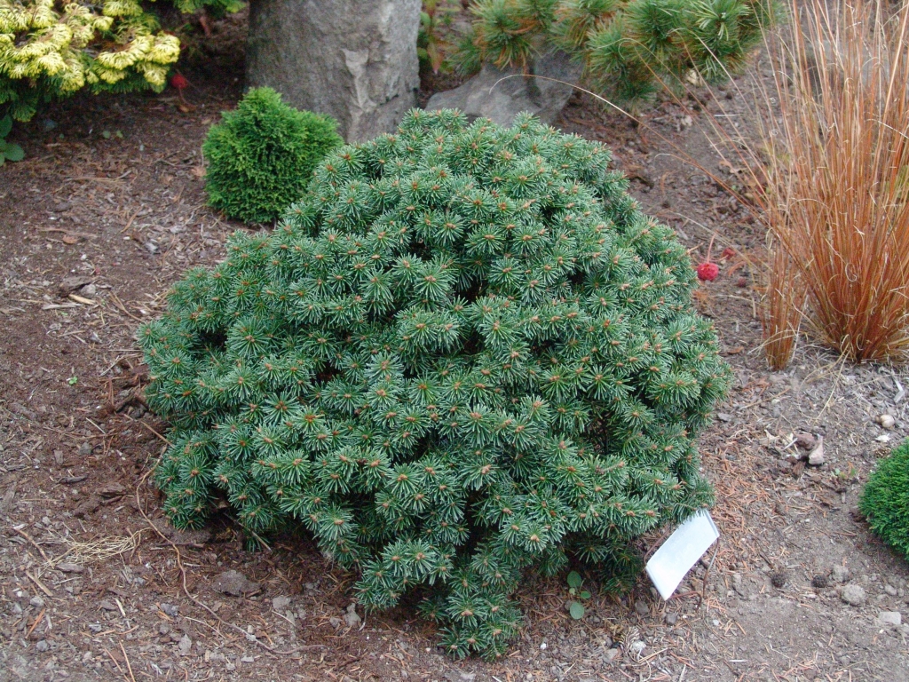 Abies lasiocarpa 