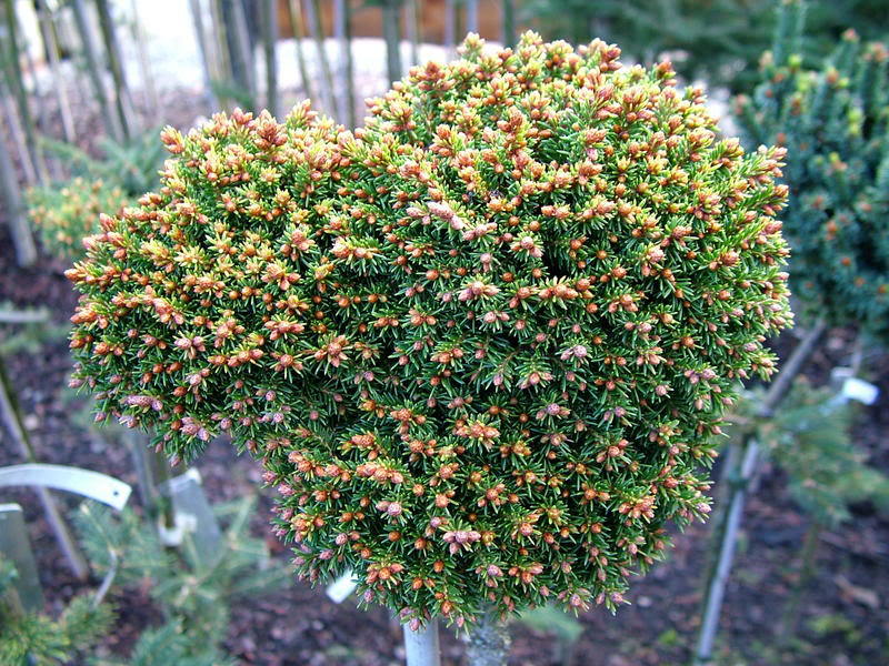 Picea abies 