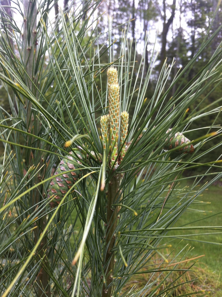Pinus strobus 
