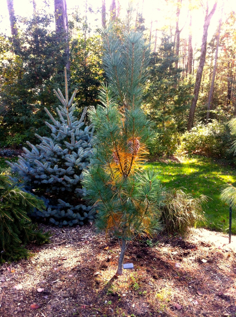 Pinus strobus 