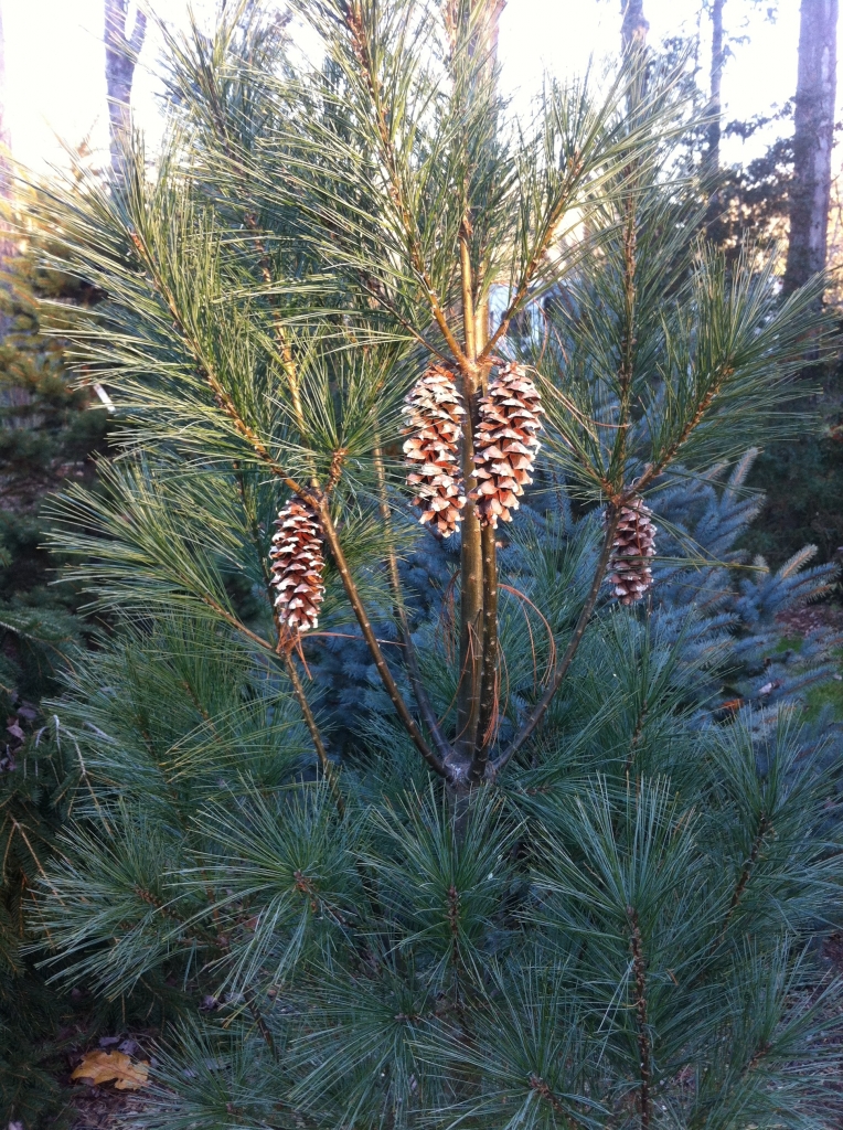 Pinus strobus 