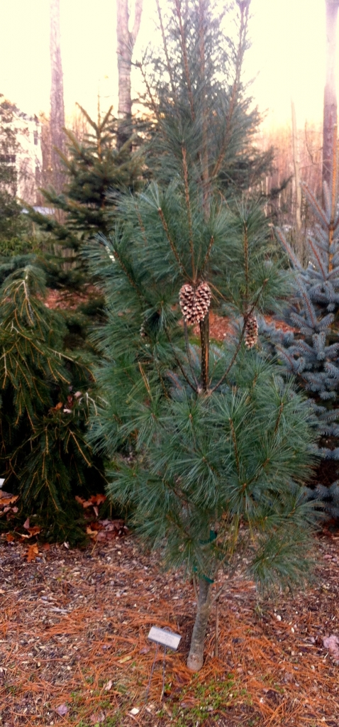 Pinus strobus 