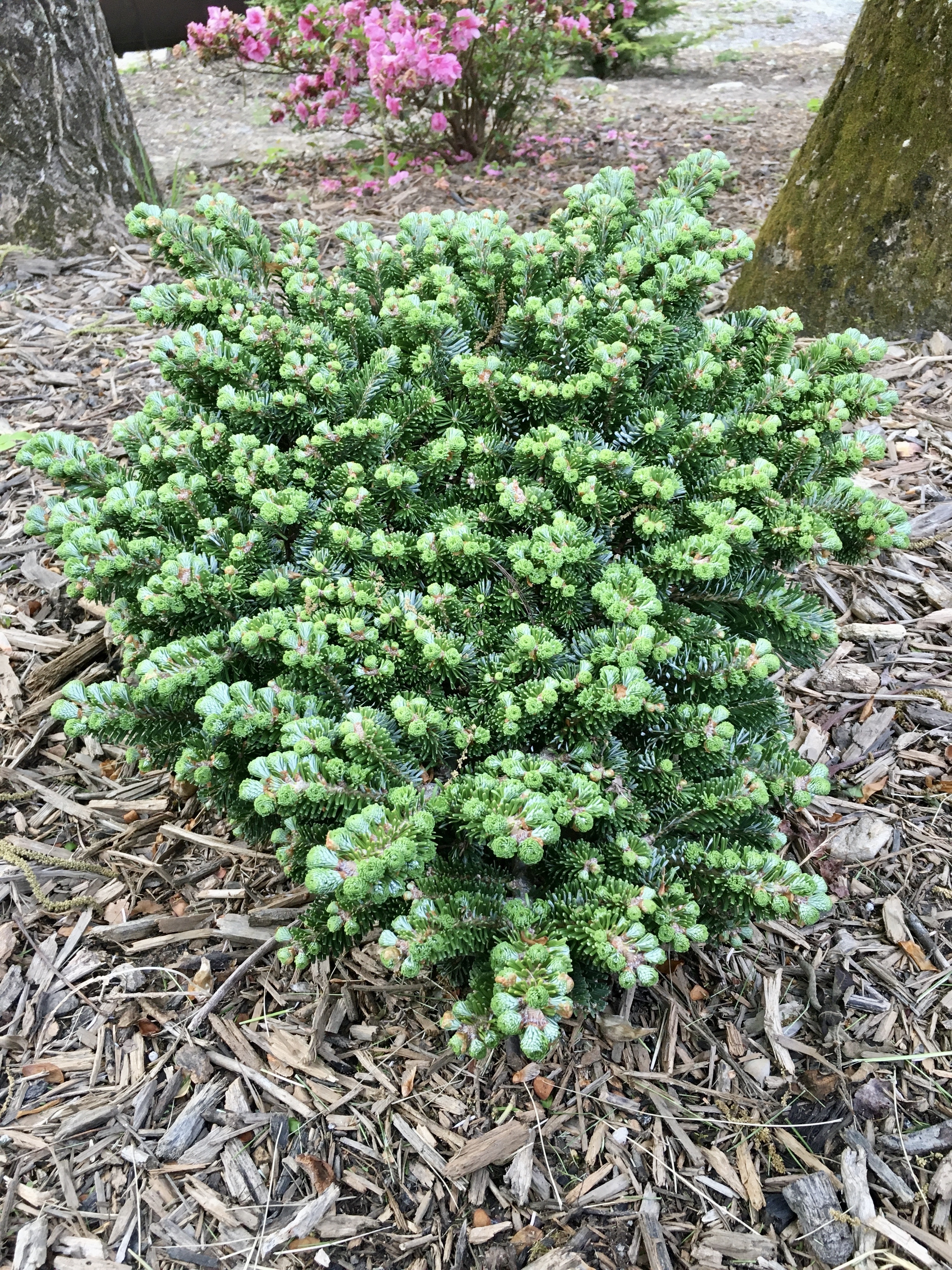 Abies veitchii 