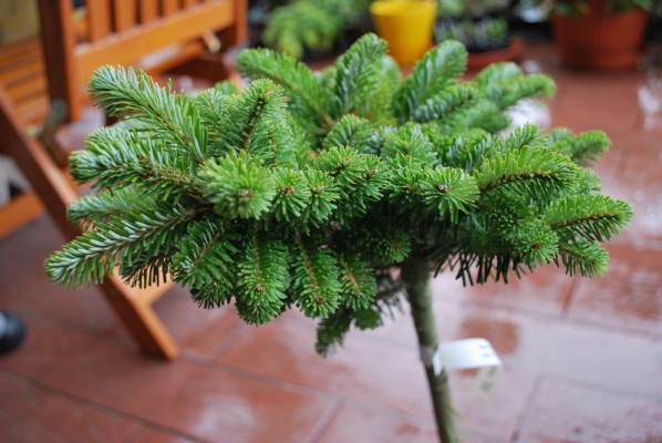Abies veitchii 