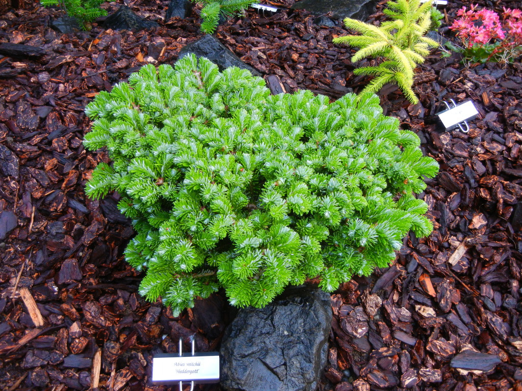 Abies veitchii 