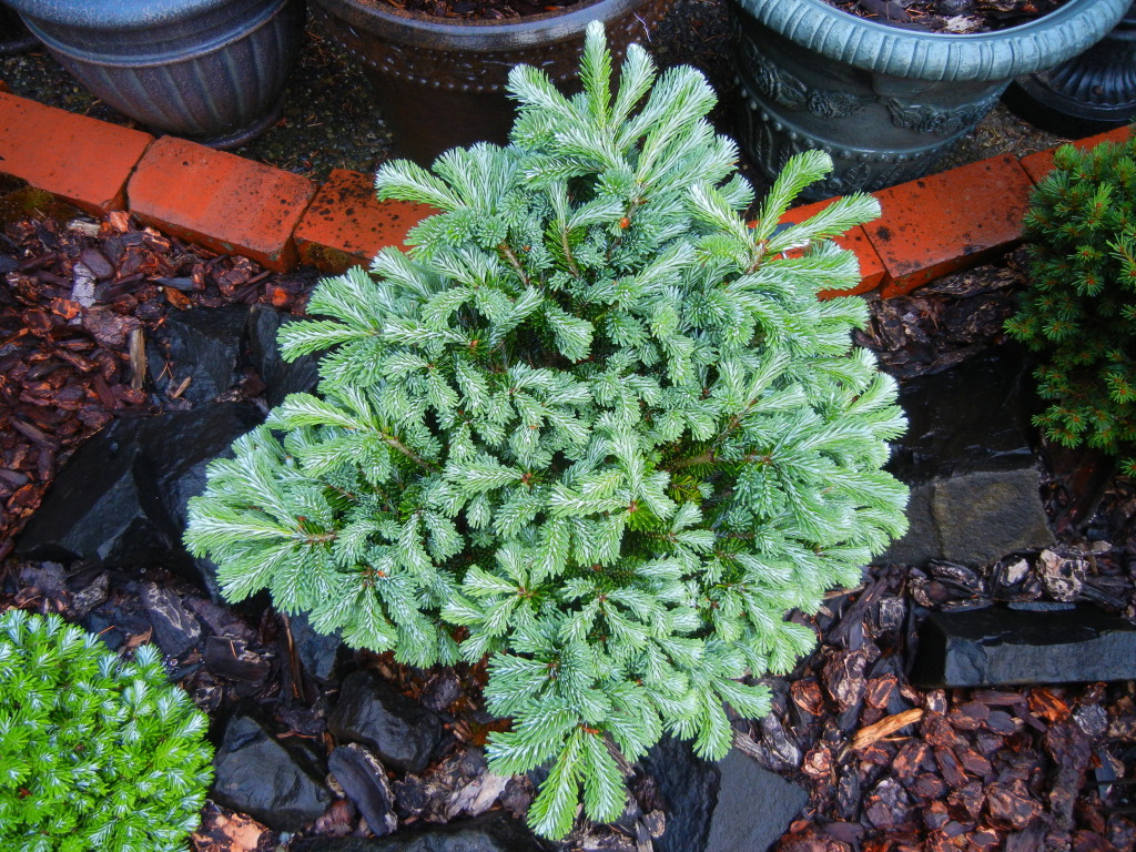 Abies veitchii 