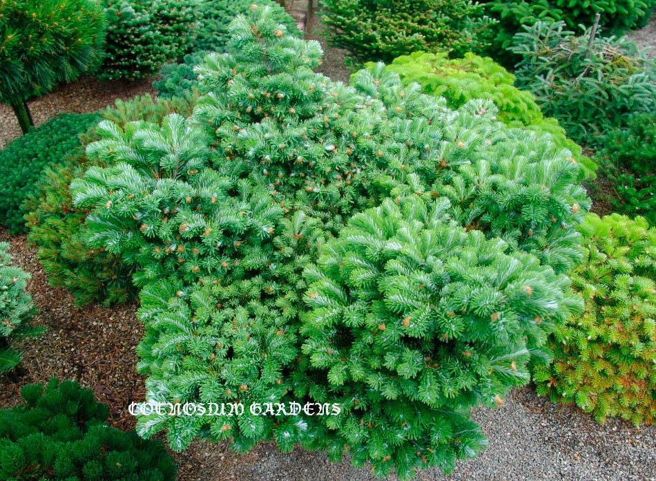 Abies veitchii 