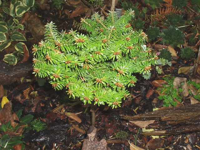 Abies balsamea 
