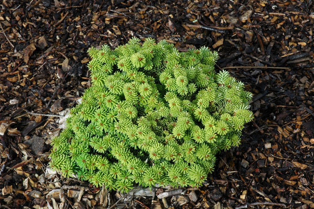 Abies balsamea 