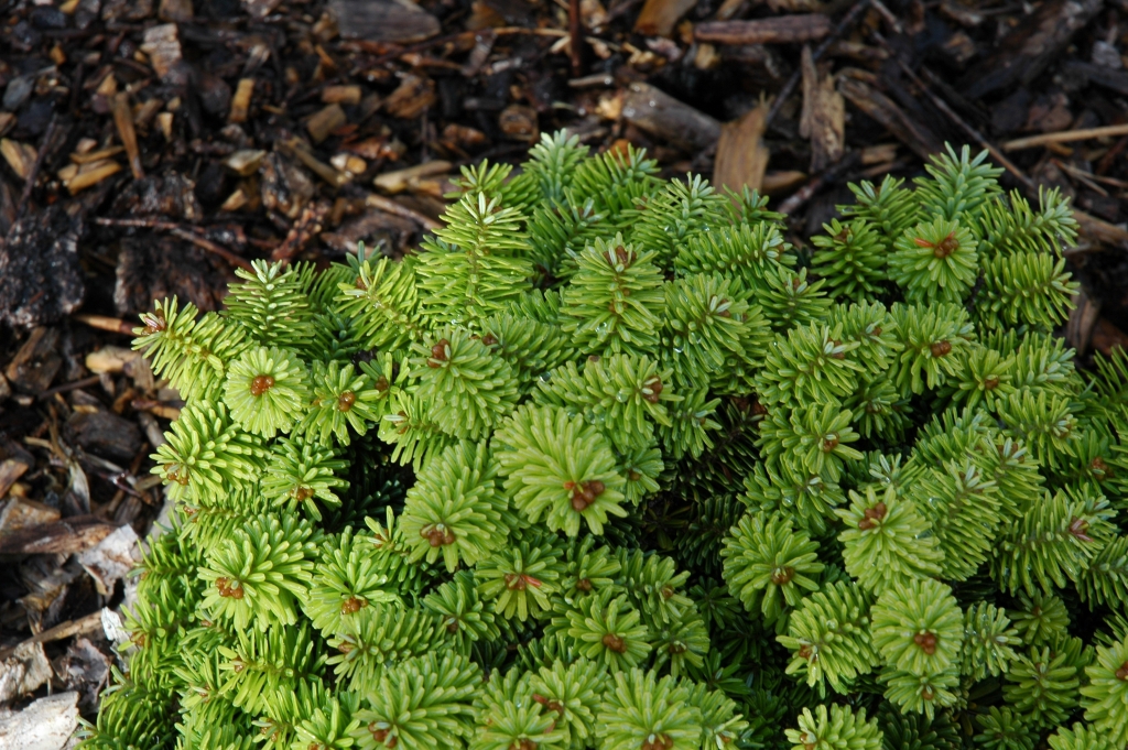 Abies balsamea 