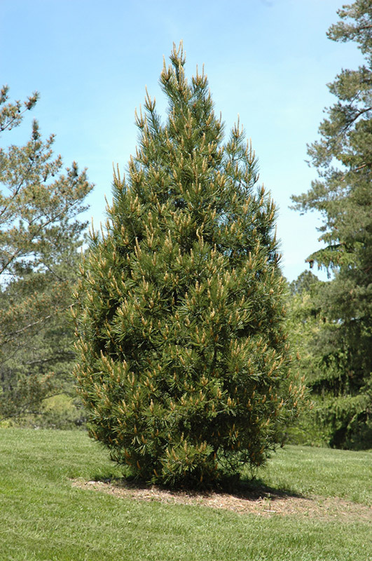 Pinus bungeana 