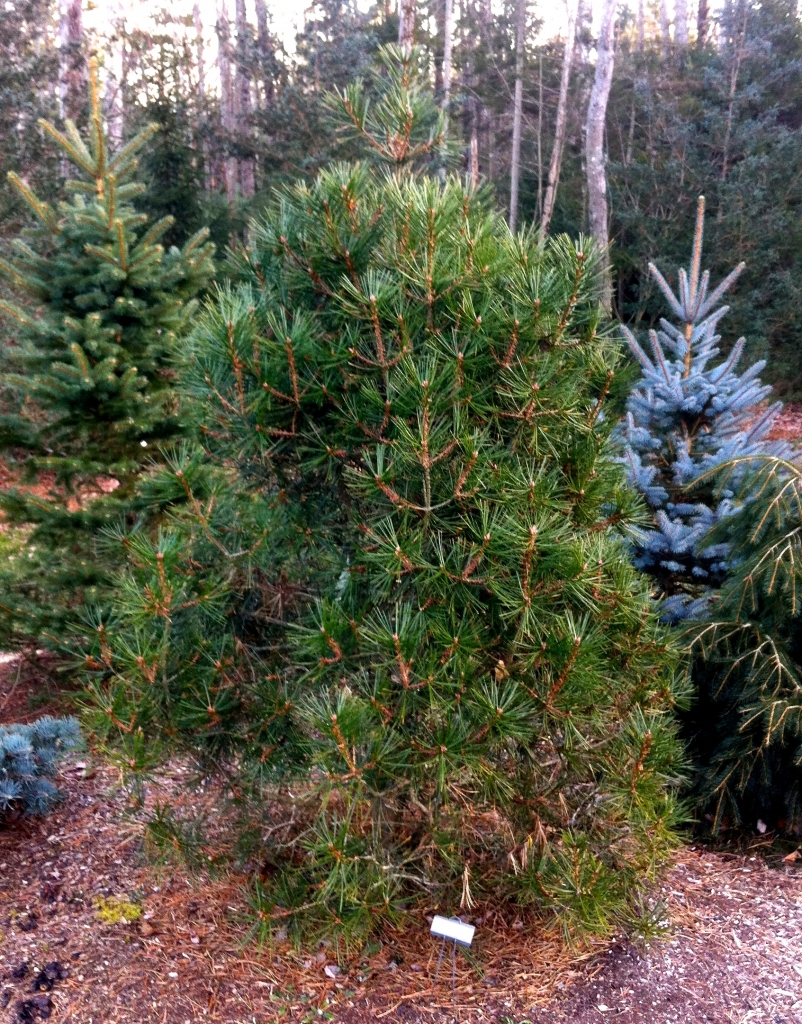 Pinus bungeana 