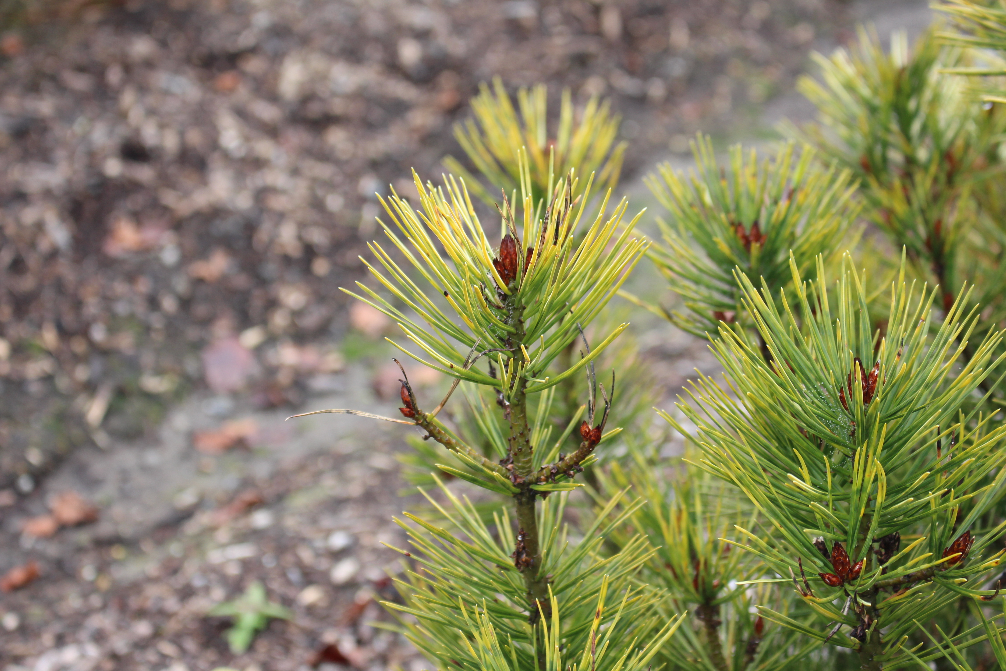 Pinus bungeana 