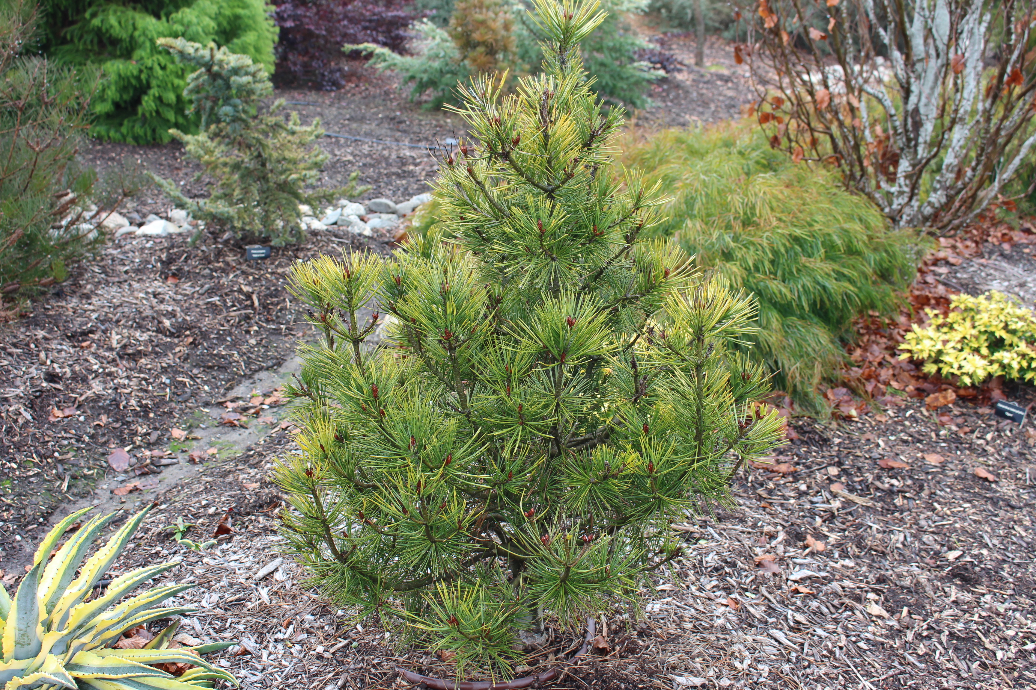 Pinus bungeana 