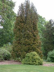 Pinus bungeana 