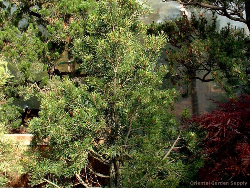 Pinus bungeana 