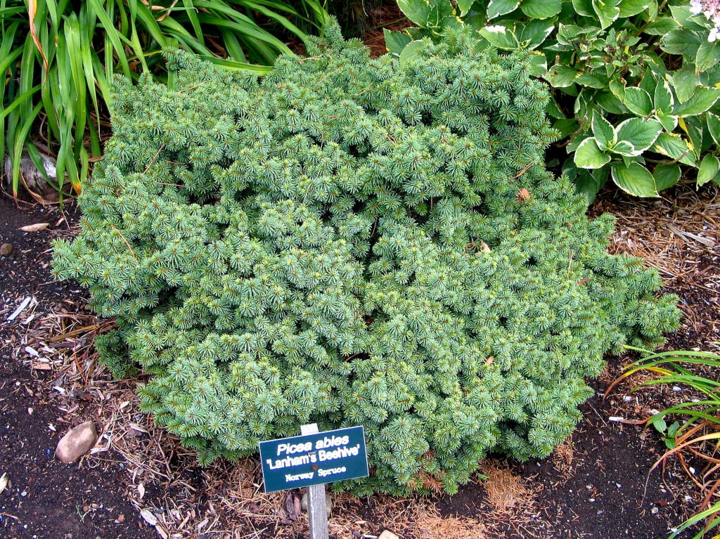 Picea abies 