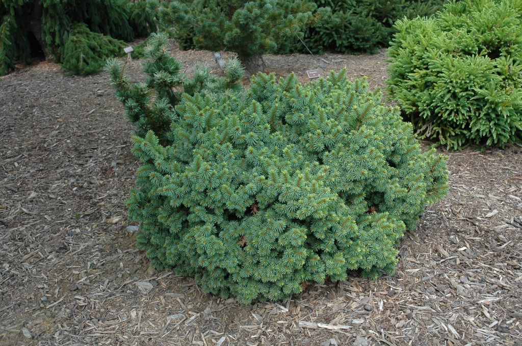 Picea abies 