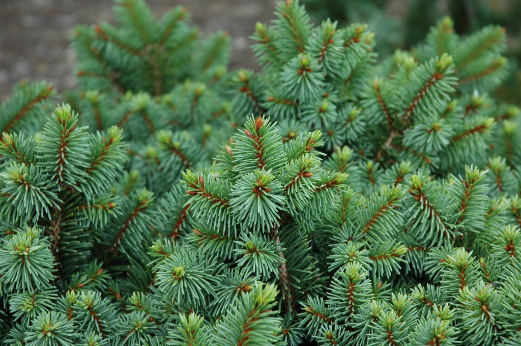 Picea abies 