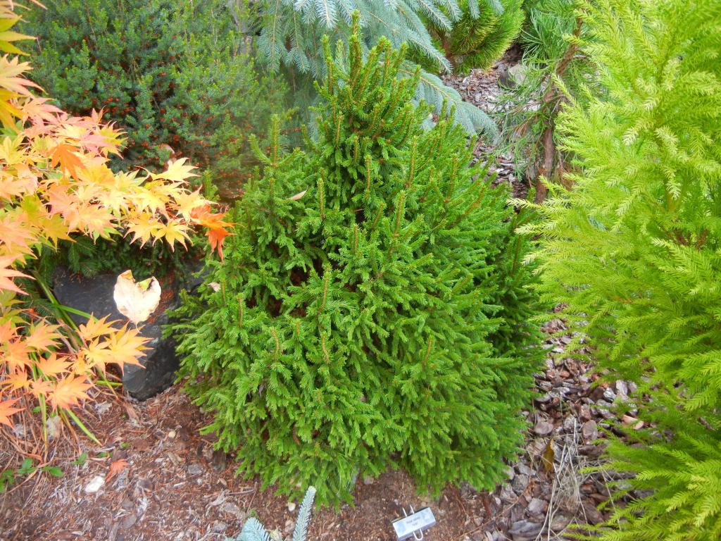 Picea rubens 
