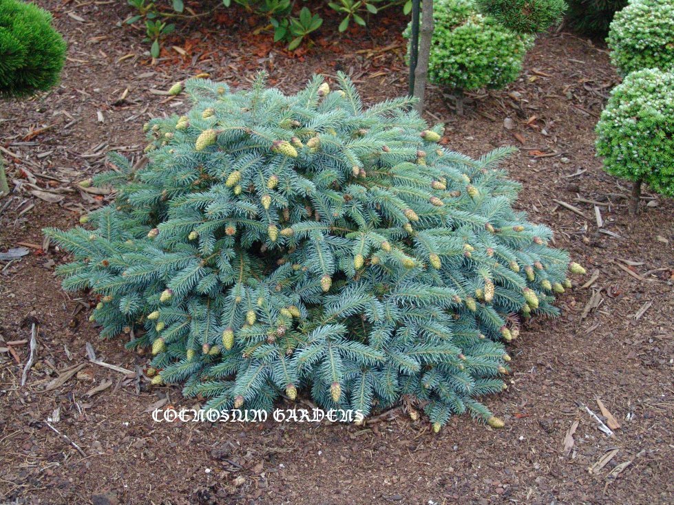 Picea pungens 