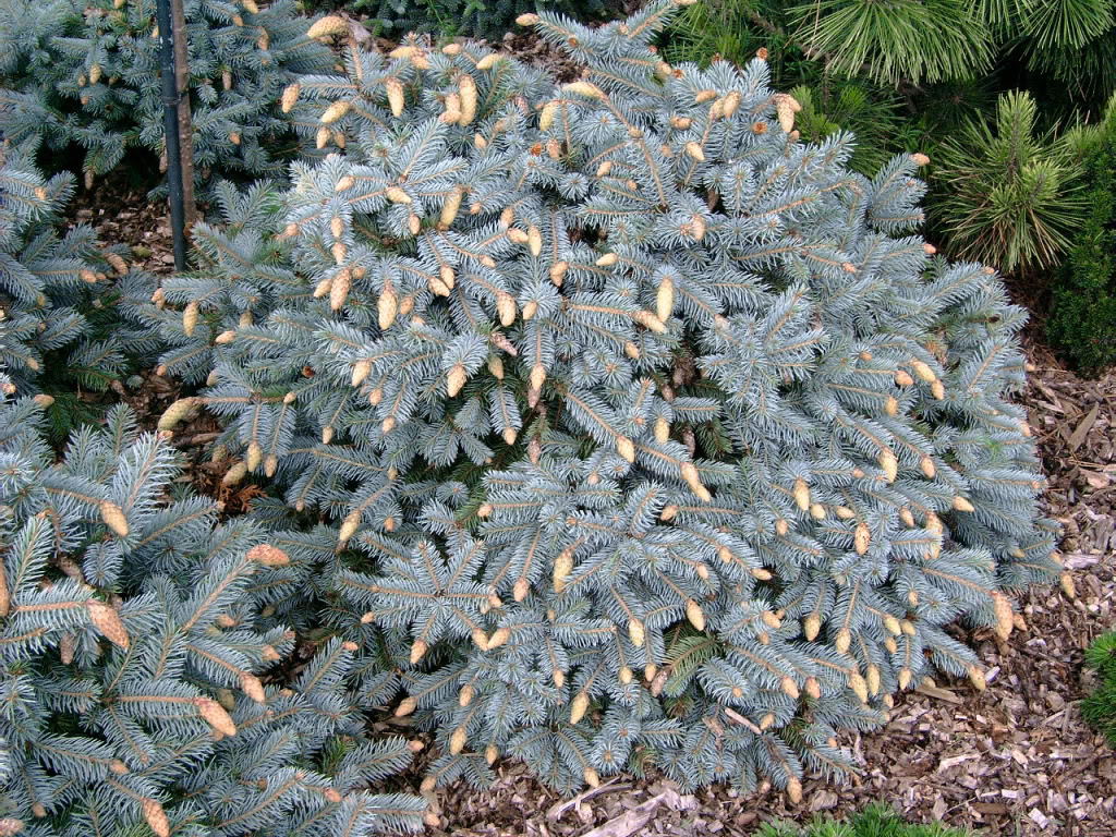 Picea pungens 