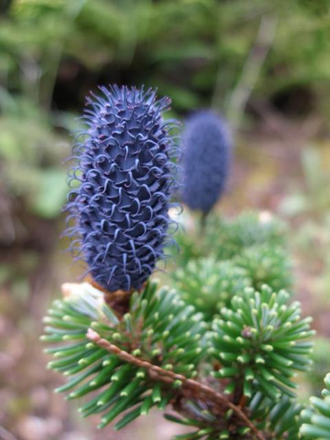 Abies delavayi 