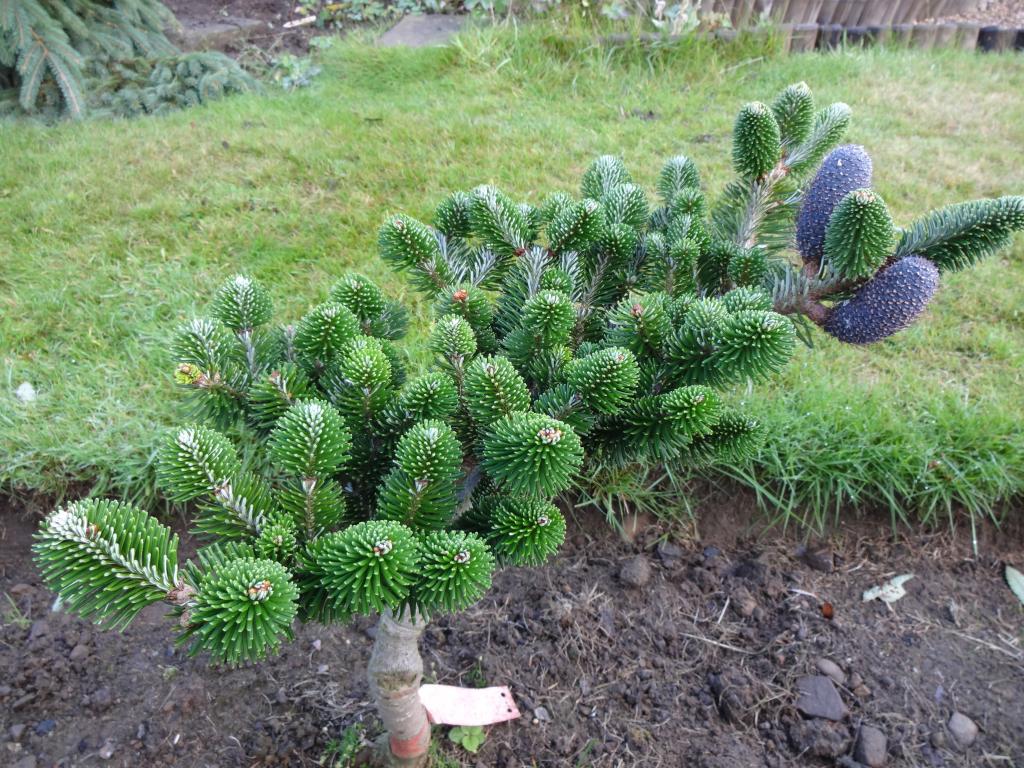 Abies delavayi 