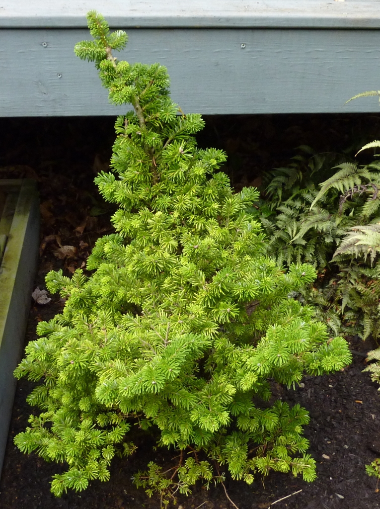 Abies veitchii 
