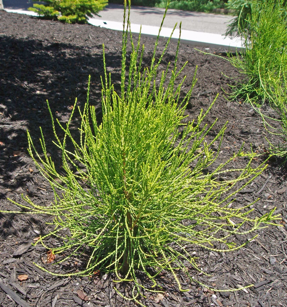 Platycladus orientalis 