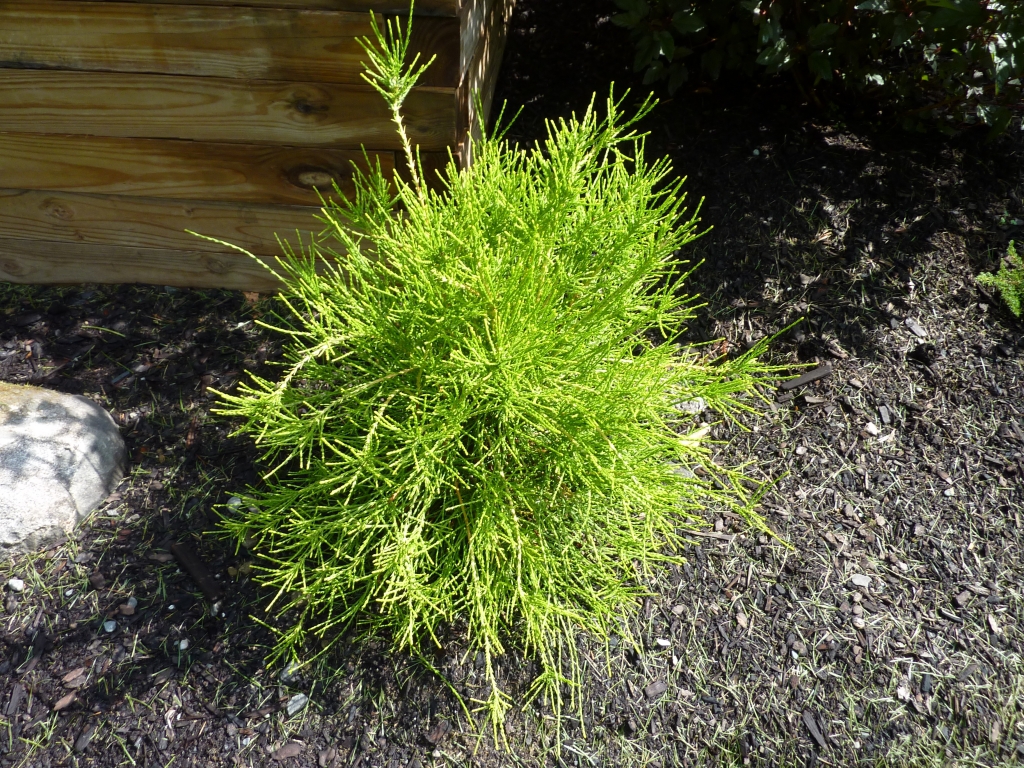 Platycladus orientalis 