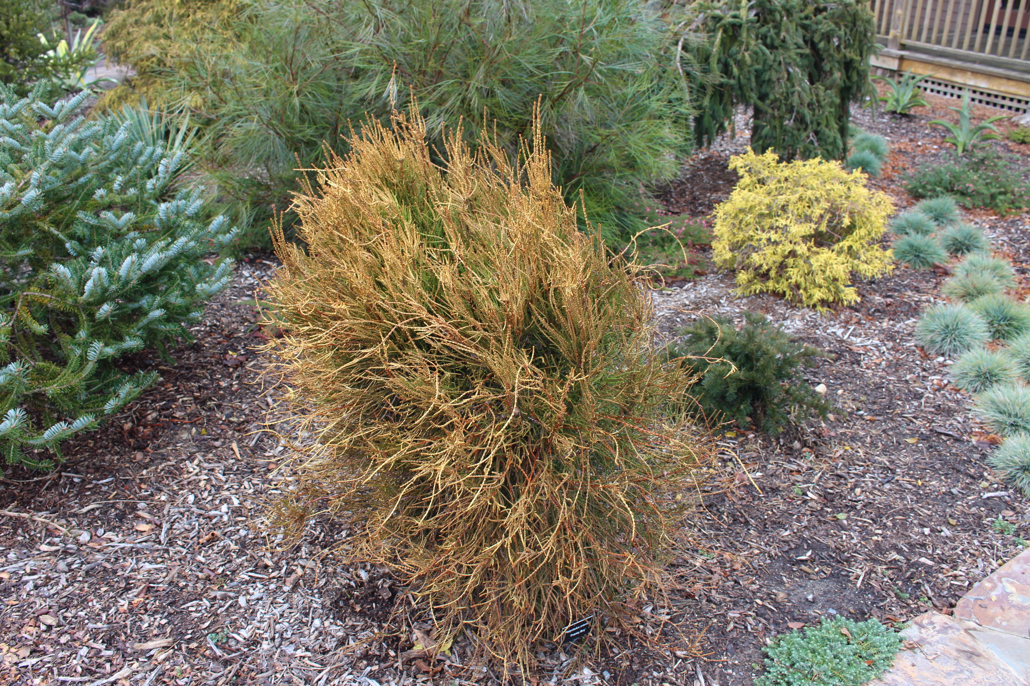 Platycladus orientalis 
