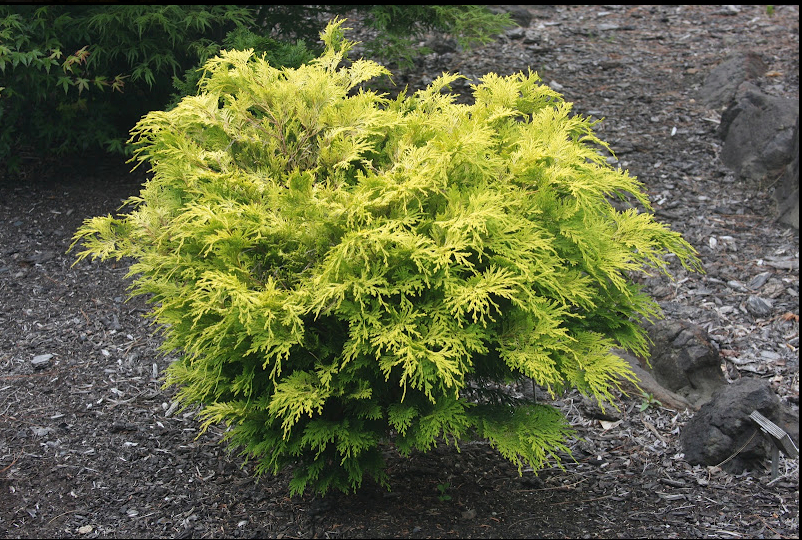 Chamaecyparis obtusa 