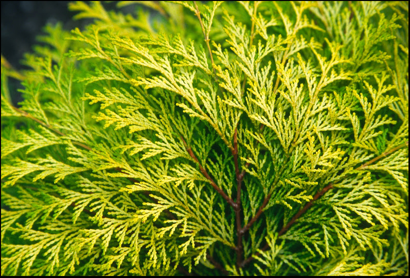 Chamaecyparis obtusa 